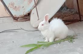 angora female urgent sale 03224186572