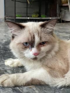 Blue eyes cat( siamese like)