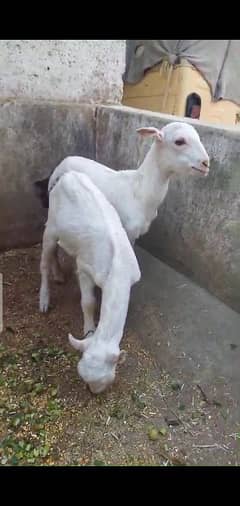 Female goats with 2 kids teddy