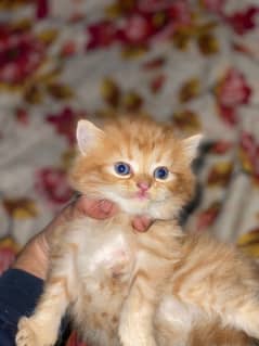 Persian kitten serious buyer contact me 03259450985