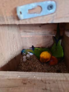 sun conure breeder pair with 4 eggs