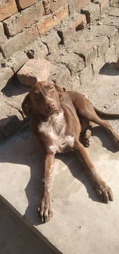 male pointer dog.