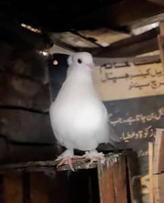 Lucky  white kabootar urgent for sale