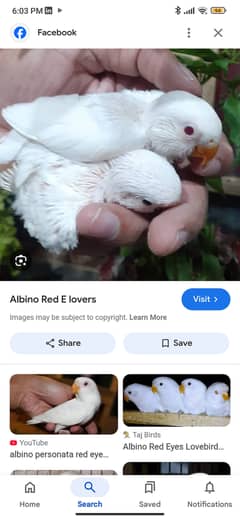 Albino black eyes chicks