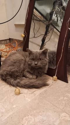 Russian grey cat