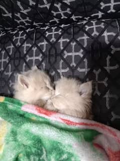 Persian Cat | Cute | Cat | Persian Kitten | Cate For Sale