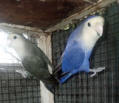 lovebird rozilcolie move and voilet quality breeder pair