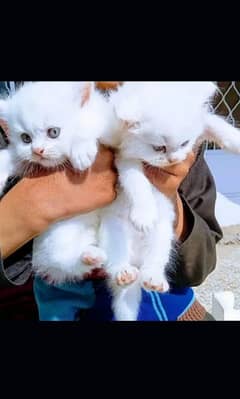 Persian kitten for urgent salemy WhatsApp number 03473694899