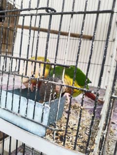 Pineapple conure, Green cheek & Sun conure Breeder pairs  for sale