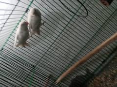 healthy and active love bird for sale on rs 10000