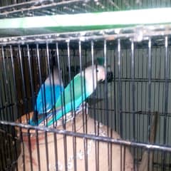 blue Fischer ki pair for sale