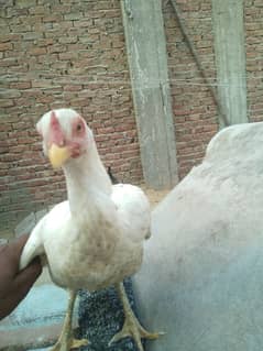 Aseel Hens For Sale & Available