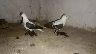 swallow breeder pair 6000