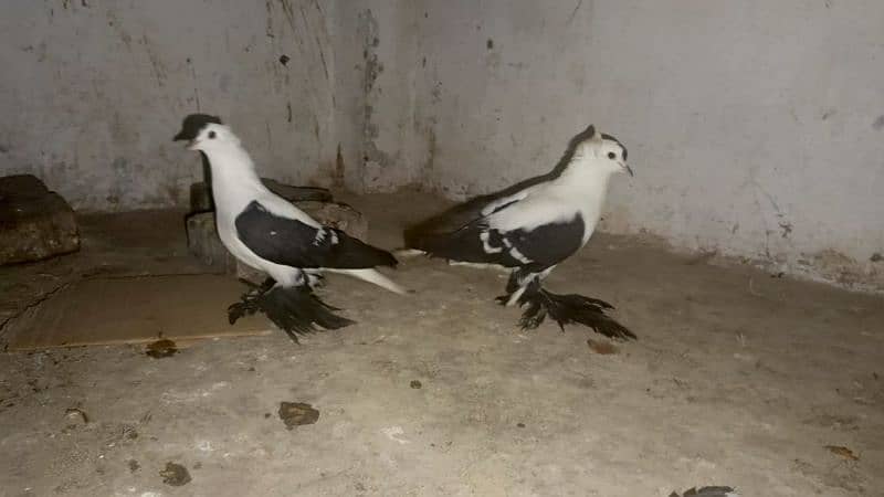 swallow breeder pair 6000 0