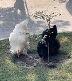 heavy white and black buff pair