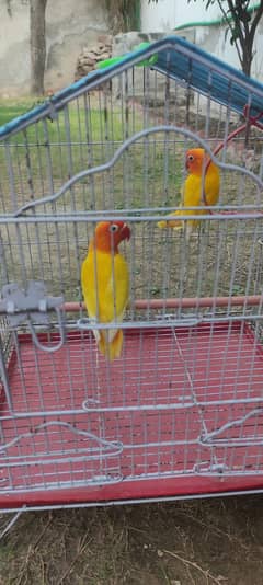 Lutino Love Bird pair with Cage