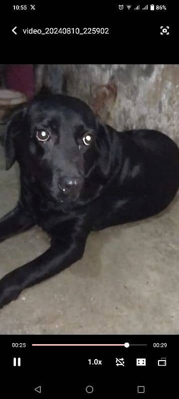 Labrador Female Dod 0