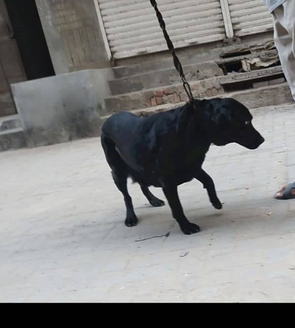 Labrador Female Dod 2