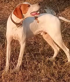 English pointer male dog for sale.