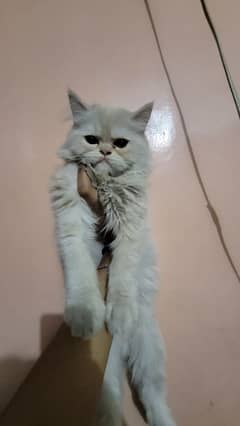 Persian Kitten For sale