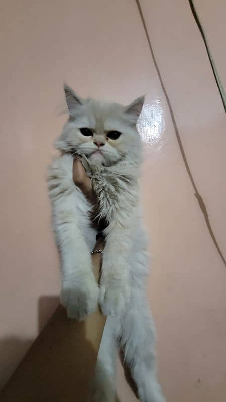 Persian Kitten For sale 0