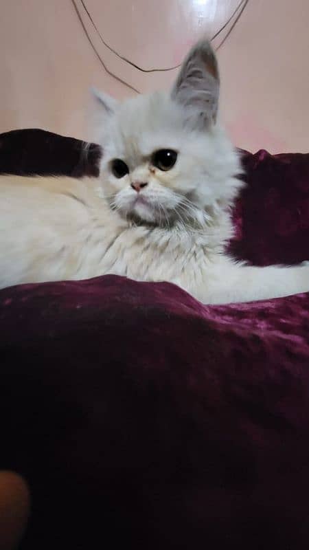 Persian Kitten For sale 1