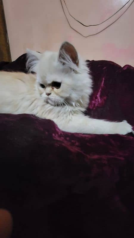 Persian Kitten For sale 2