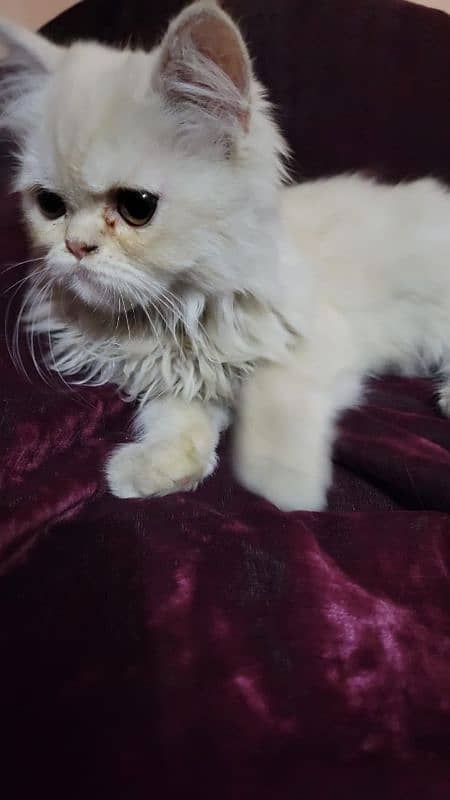 Persian Kitten For sale 3