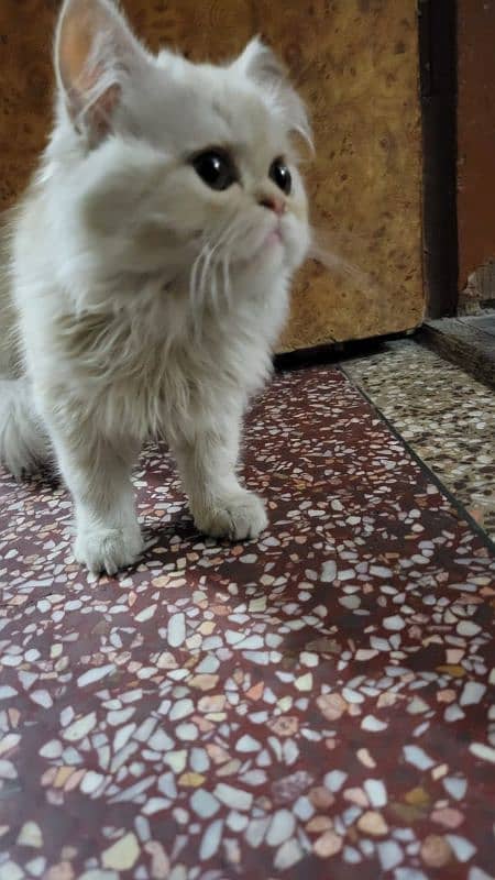 Persian Kitten For sale 4