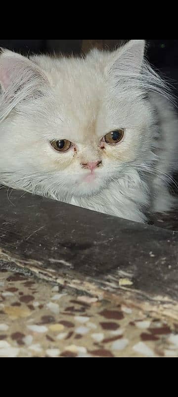 Persian Kitten For sale 5