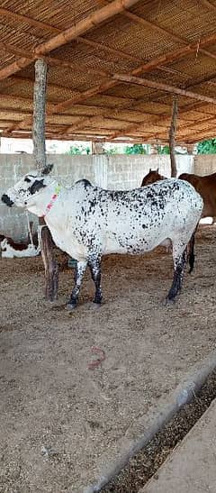 Qurbani Best Bachrrey/Bacihia & Cows for sale