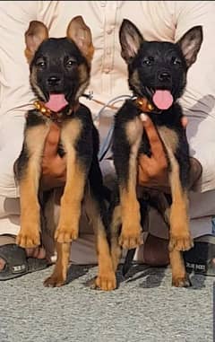 German shepherd puppies Double Coat