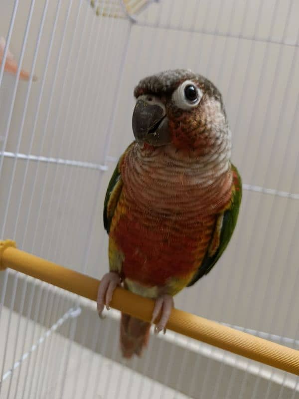 SEMI tamed  RED Cheek Yellow sided Conure–X TREME RED FACTOR 2