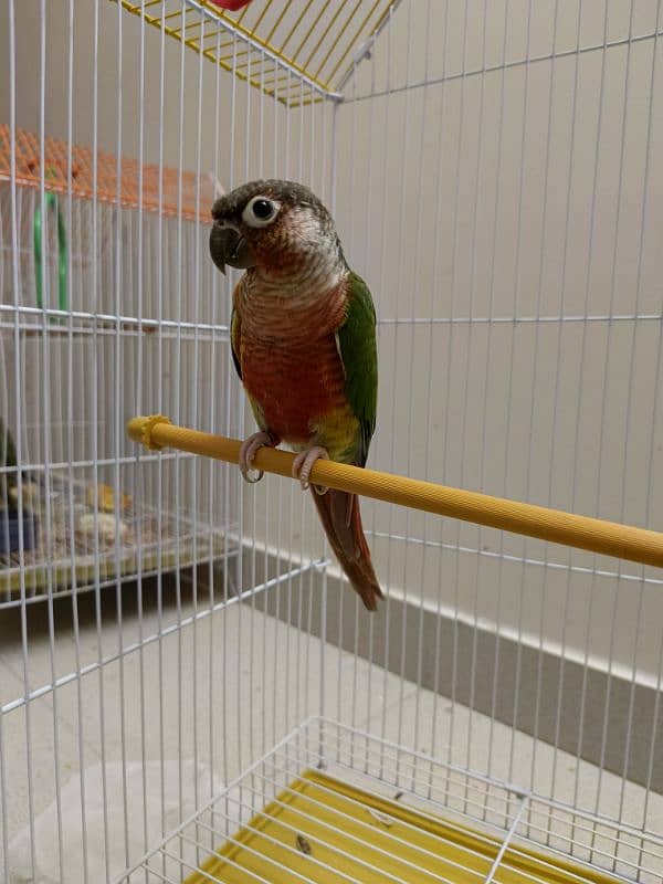 SEMI tamed  RED Cheek Yellow sided Conure–X TREME RED FACTOR 3