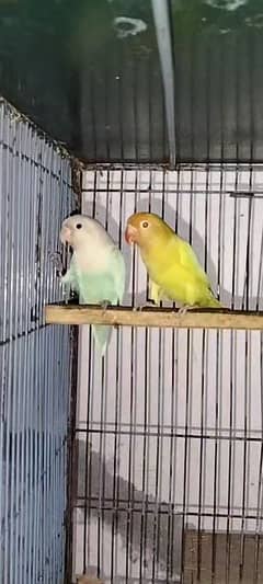 pale fellow breeder pairs or cage