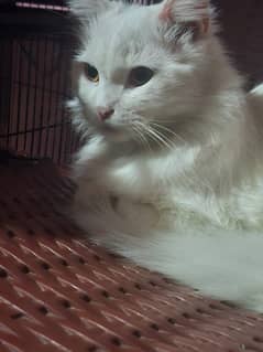 persian cat | persian kitten | Kitten For Sale | Cate For Sale