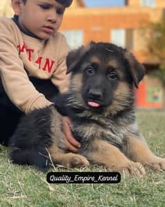 German Shepherd Long Coat Puppies