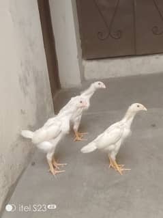 white o shamo top qawality chicks