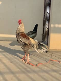 ASEEL pair for sale  full black Murgi with white eyes and black nails