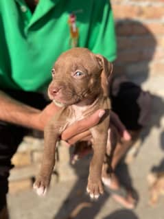 Pitbull Puppies