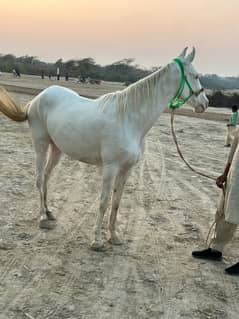 beautiful nokri horse 6 saal ki ha bht achi ha soti ha