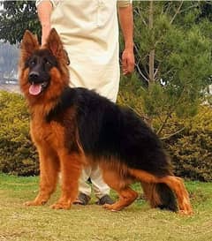 German shepherd My WhatsApp number 03001868066