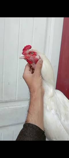 Heera