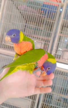 swinson lorikeet tamed pair 03156376925