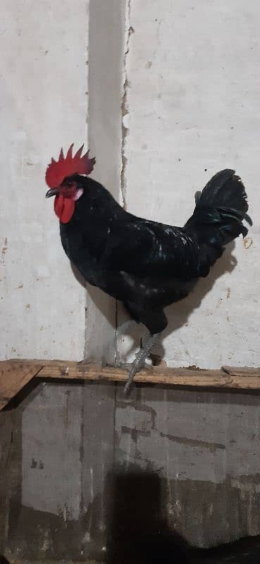 Desi eggs or desi murghy rooster 1