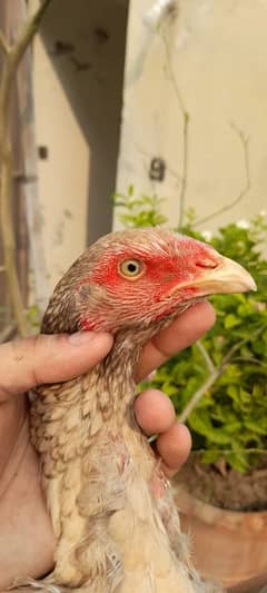 mianwali pair for sale aseel hens