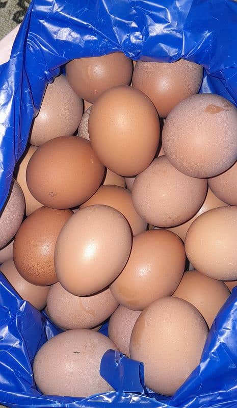 Limited eggs available 0