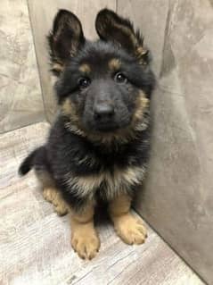 German Shepherd puppy dog for sale Call My WhatsApp 0341,7817026