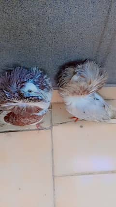 Fancy Pair of Pigeons for Sale