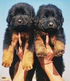 German Shepherd puppies /  German Shepherd Long Coat pair for sale